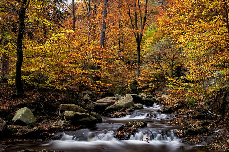 herbst 7929322