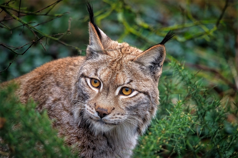 lynx 8229077